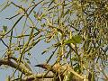 Leafless Mistletoe